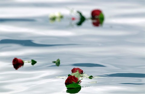 Những bông hồng được người dân Na Uy thả xuống hồ nước gần đảo Utoya hôm 24/7 để tưởng nhớ tới những người thiệt mạng trong vụ khủng bố kép do Anders Behring Breivik gây nên. 77 người đã chết trong vụ tấn công mà Breivik cho rằng tàn bạo nhưng cần thiết. Ảnh: AP